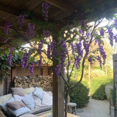 Paarse Wisteriaboom in veranda - op maat gemaakt door STYLERZ24