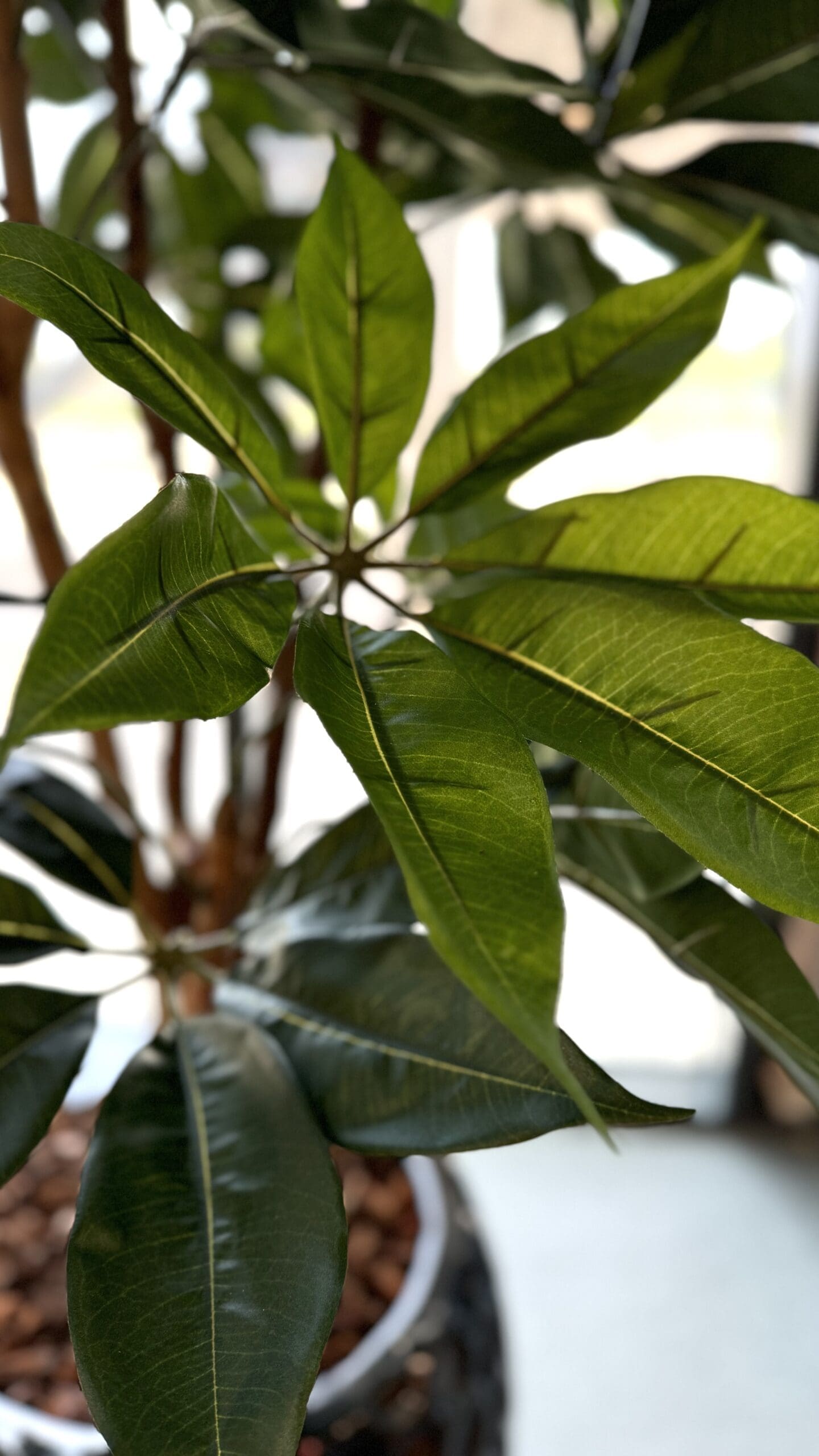 Kunstplant Scheflera - Afbeelding 2