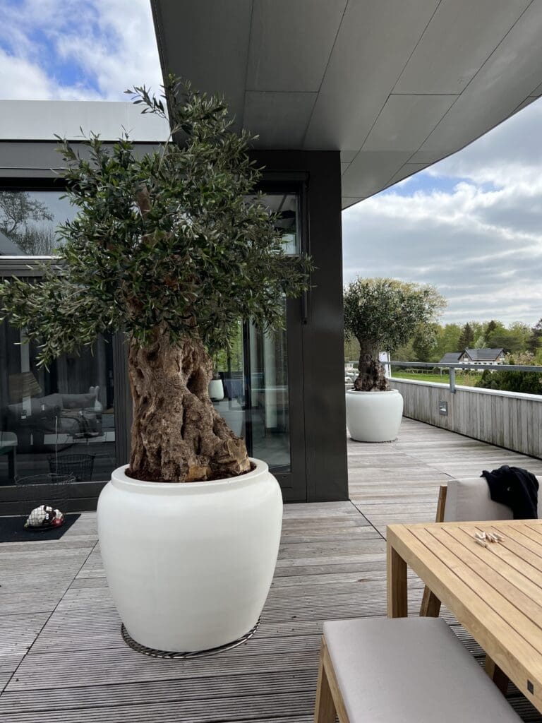 Kunst olijfboom veranda- op maat gemaakt door STYLERZ24