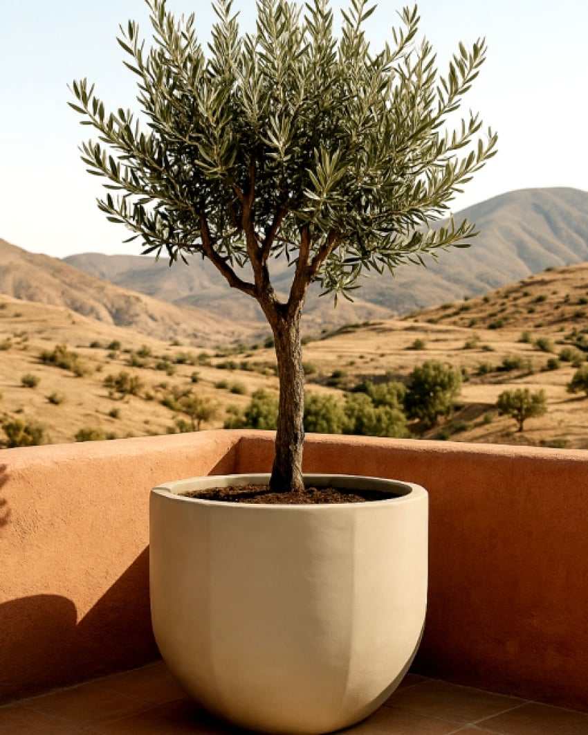 Bombyxx Bali smoke white olijfboom - STYLERZ24